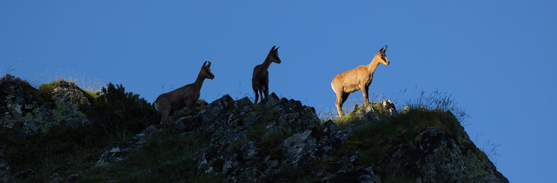 cantabrian chamois sightings in spain guides in cantabrian mountains