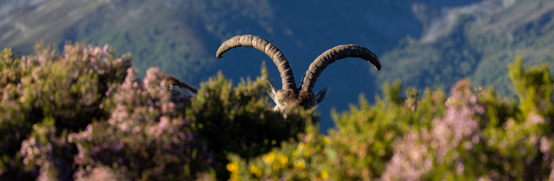 gredos ibex sighting in spain