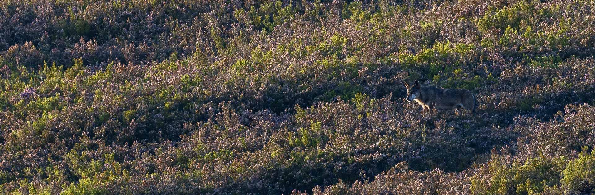 iberian wolf sightings in spain watching iberian wolf mountain guiding in spain
