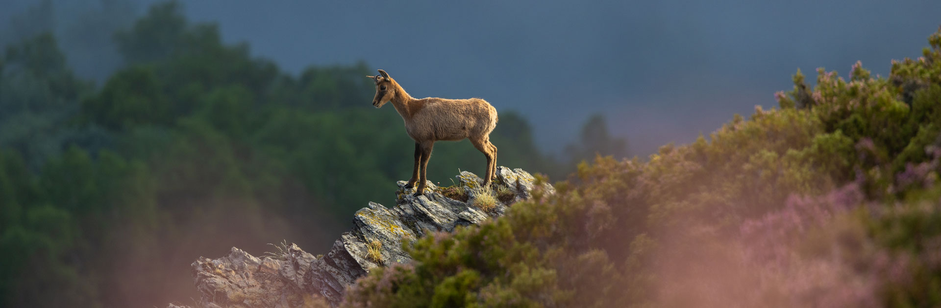 locations wildlife sighting in spain
