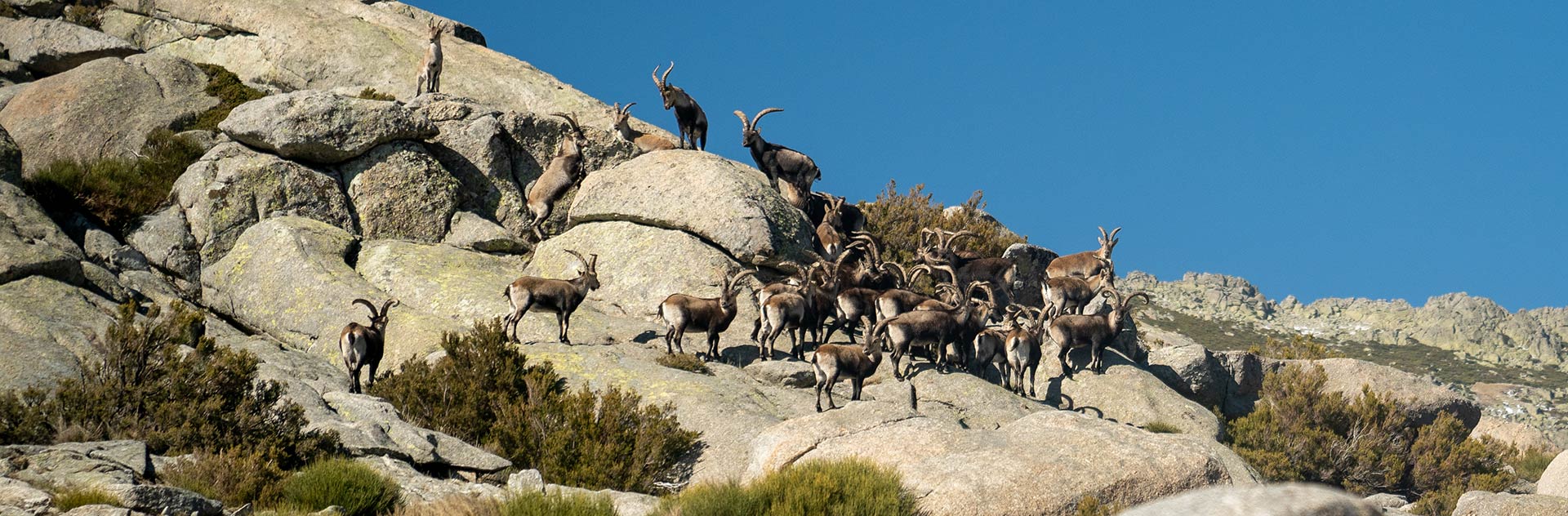 spanish ibex sighting in spain mountain tourism in spain ecotourism