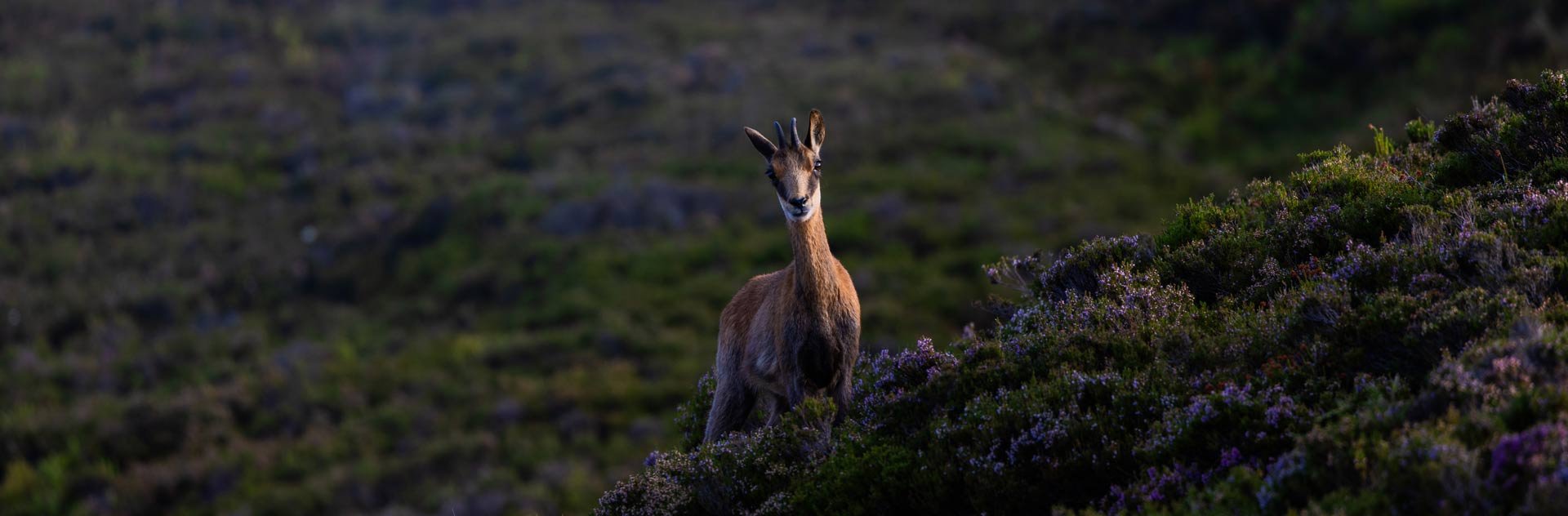wildlife experience spain picos europa cantabrian