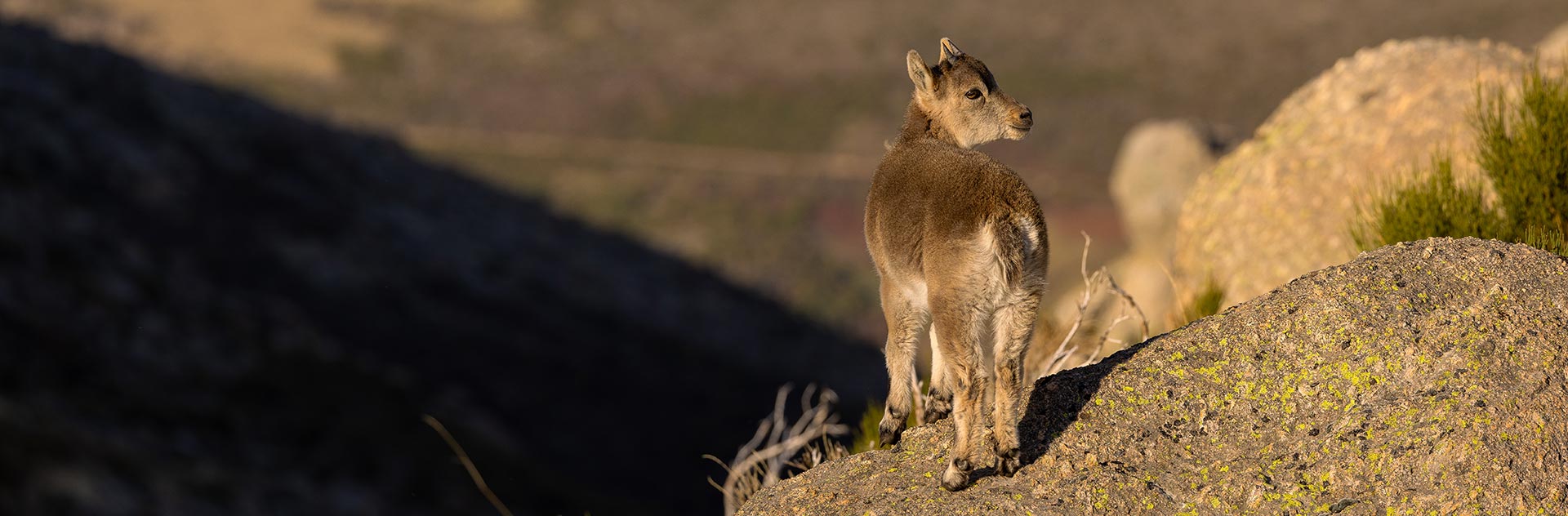 wildlife viewing spain sites to see animals in spain
