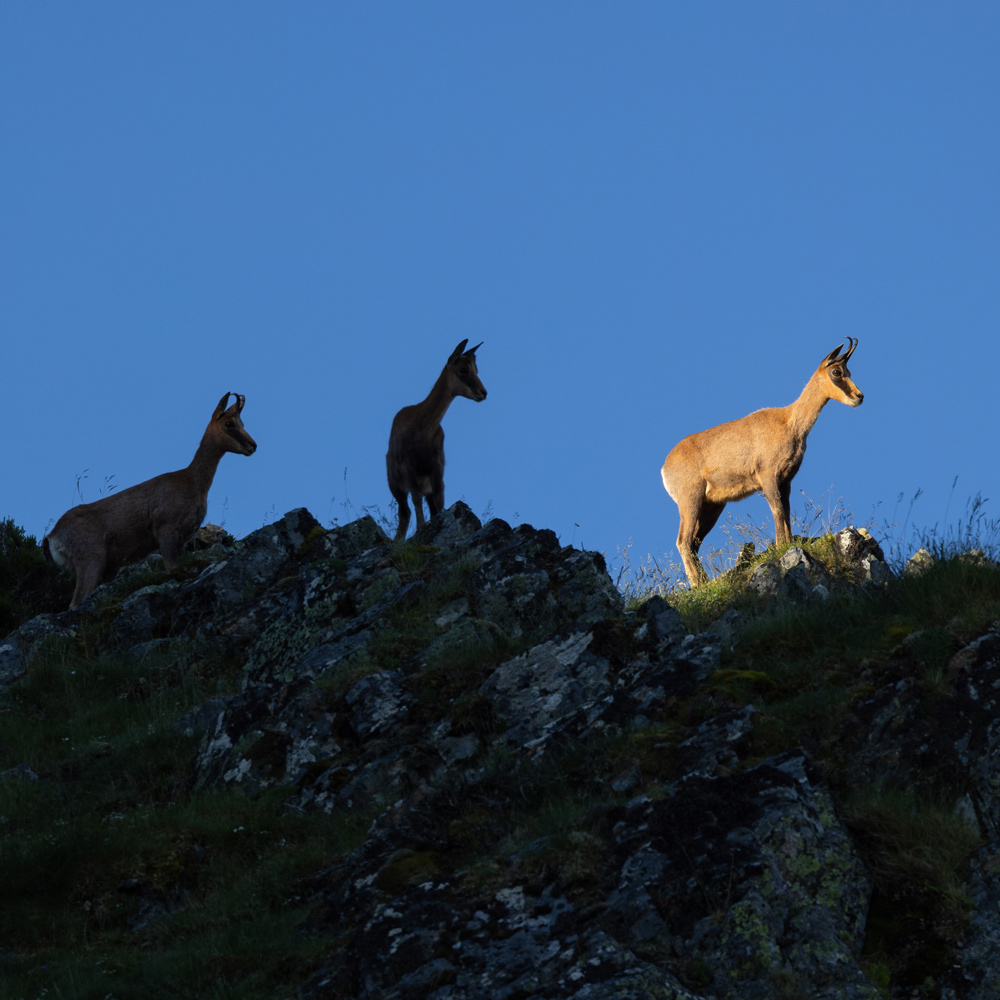 cantabrian chamois sighting in picos de europa wildlife watching in spain