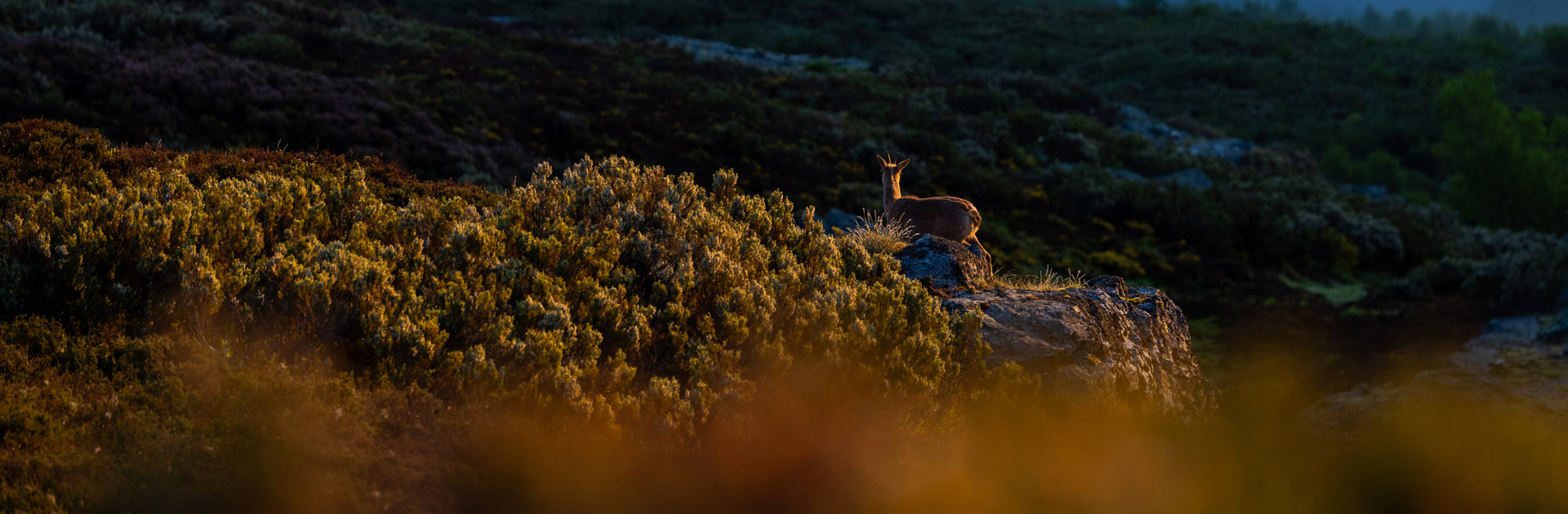 deer sighting in somiedo wildlife watching in spain
