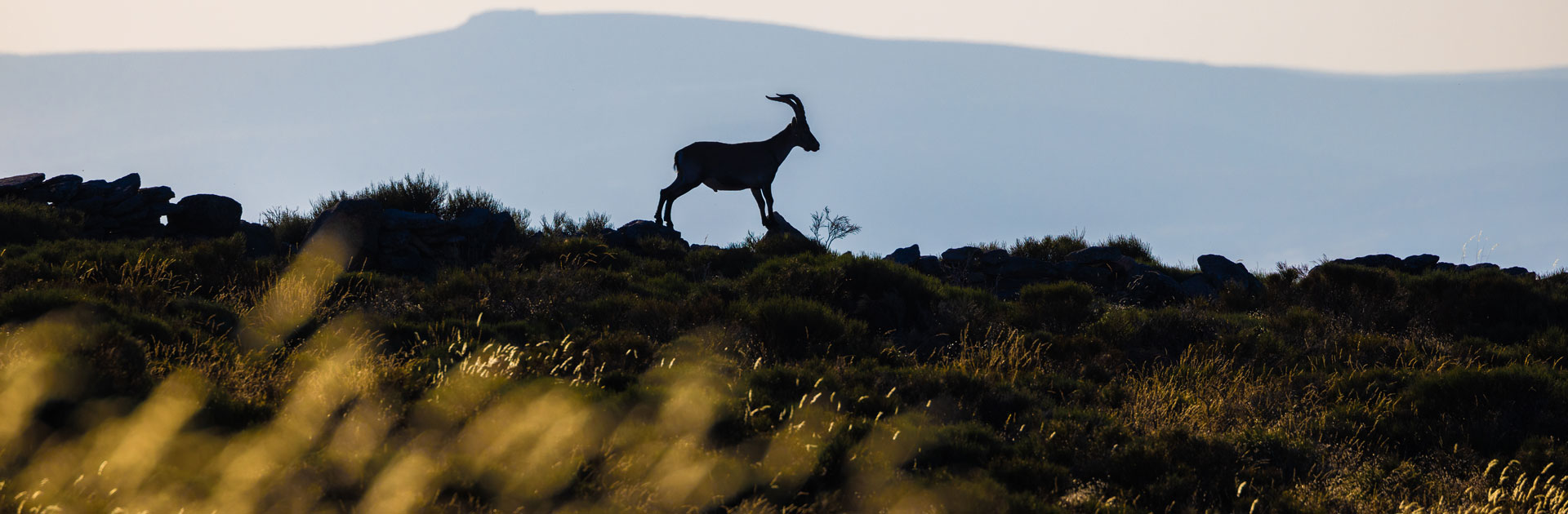 gredos ibex sighting in spain