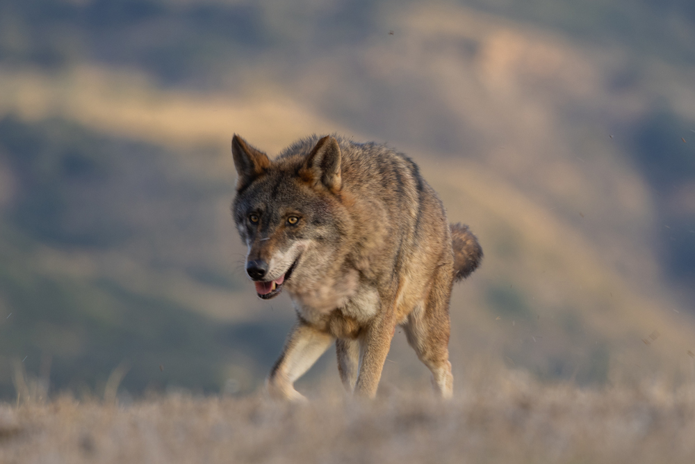 iberian wolf sighting in somiedo wildlife watching in spain safaris in spain