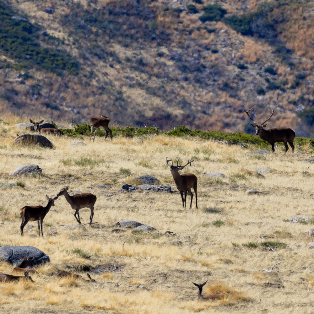 red deer sighting in fuentes carriona wildlife watching in spain