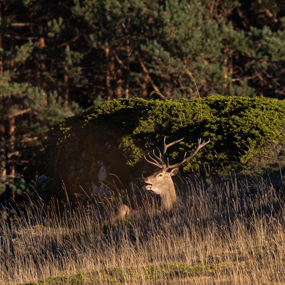 red deer sighting in pyrenees wildlife watching in spain nature trips