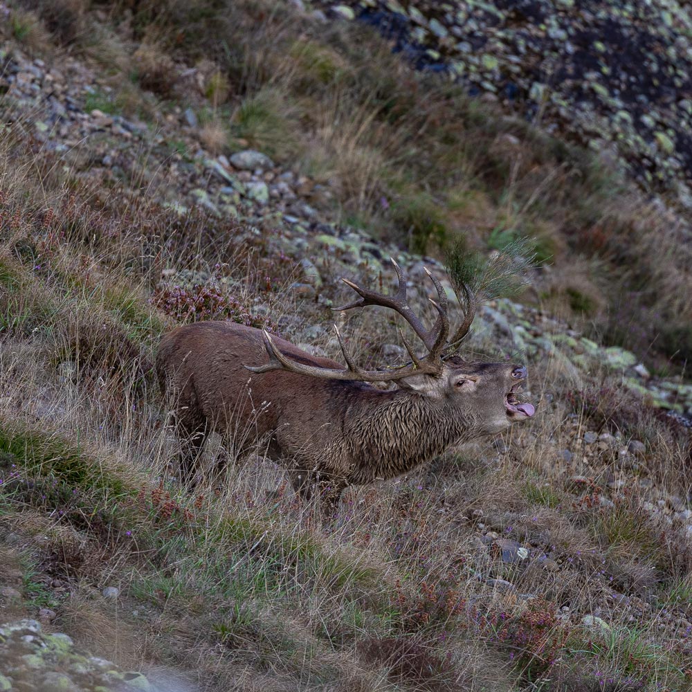 red deer wildlife sighting riano mampodre wild animals watching safaris in spain