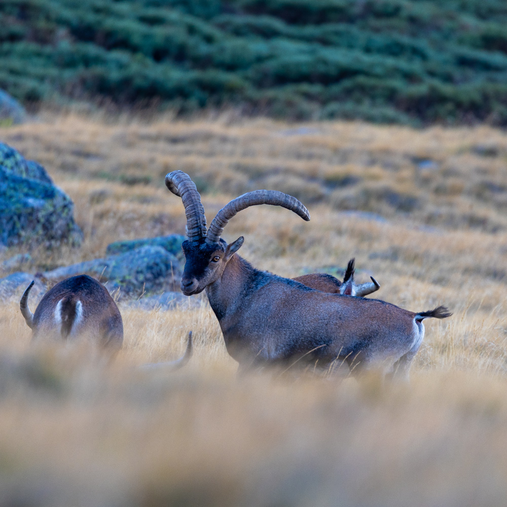 spanish ibex sighting in fuentes carriona wildlife watching in spain