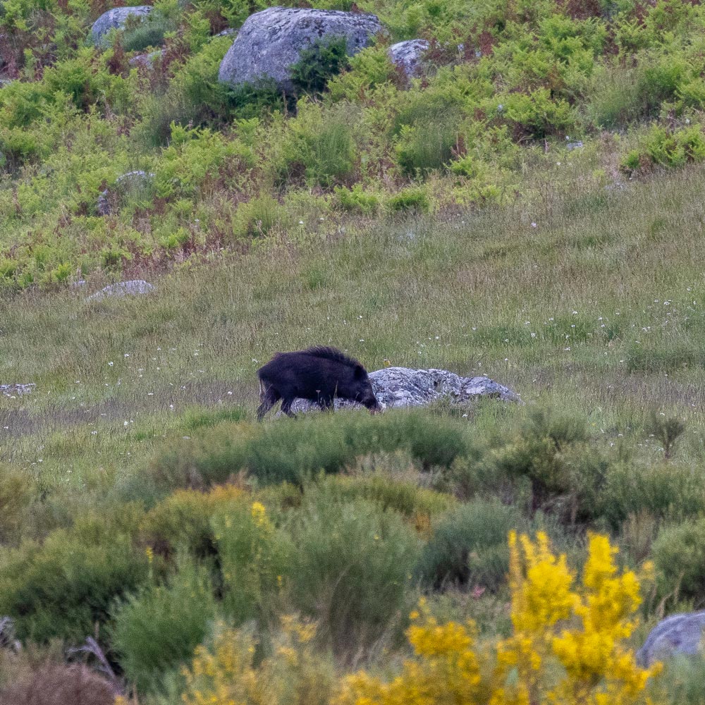 wild boar wildlife sighting riano mampodre wild animals watching safaris in spain