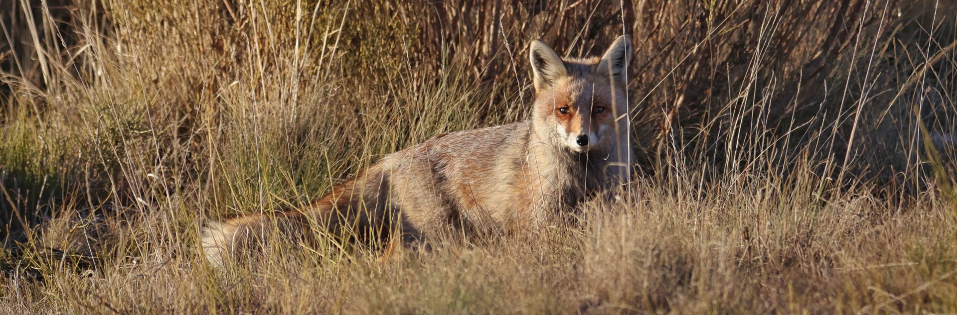 wildlife sighting fox in madrid rural tourism safaris in spain