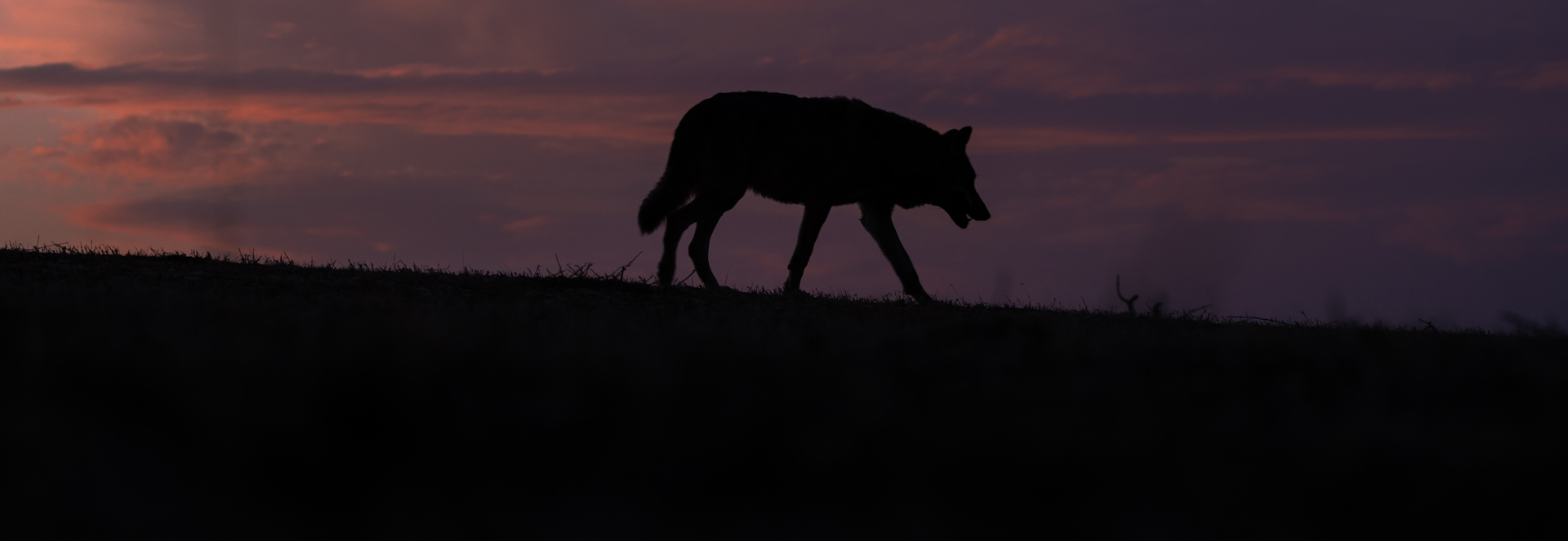 wildlife sighting iberian wolf in sierra culebra rural tourism safaris in spain