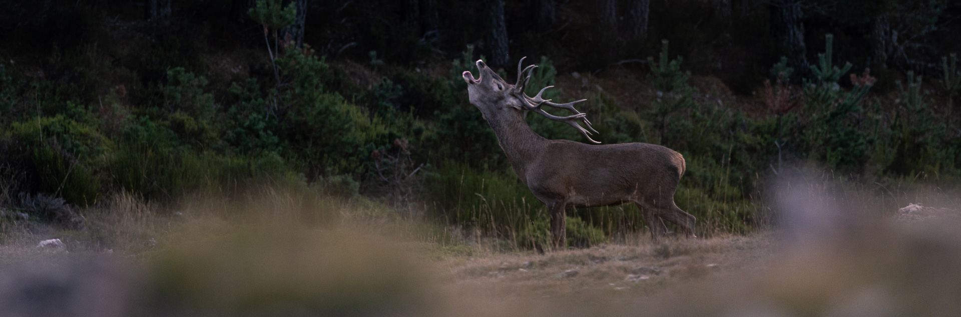 wildlife sighting in ancares nature trips safaris in spain