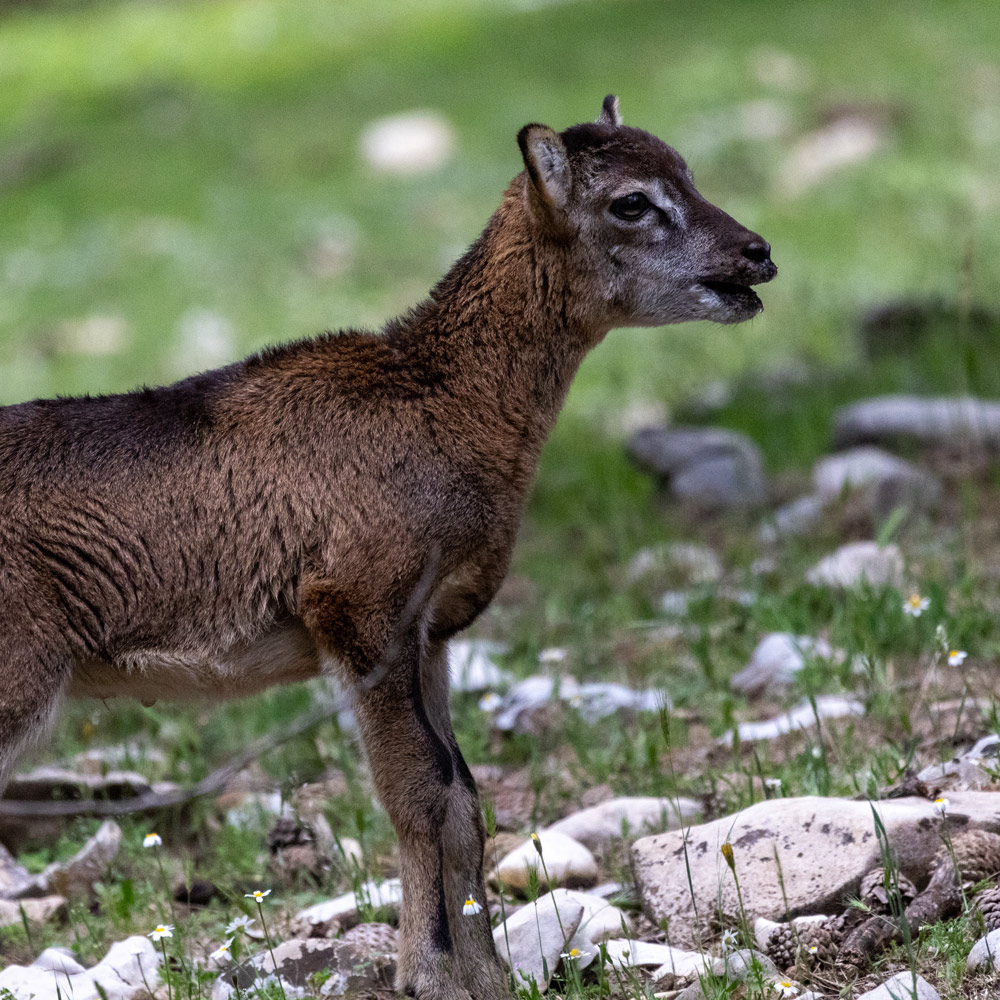 wildlife sighting in cazorla wild animals watching mouflon safaris in spain nature trips