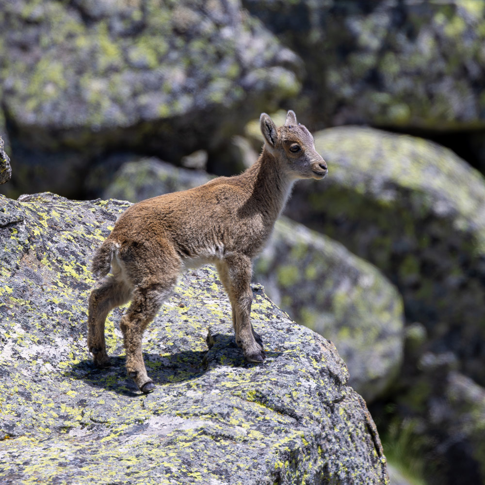 wildlife sighting in madrid wild animals safaris in spain nature trips ecotourism in spain