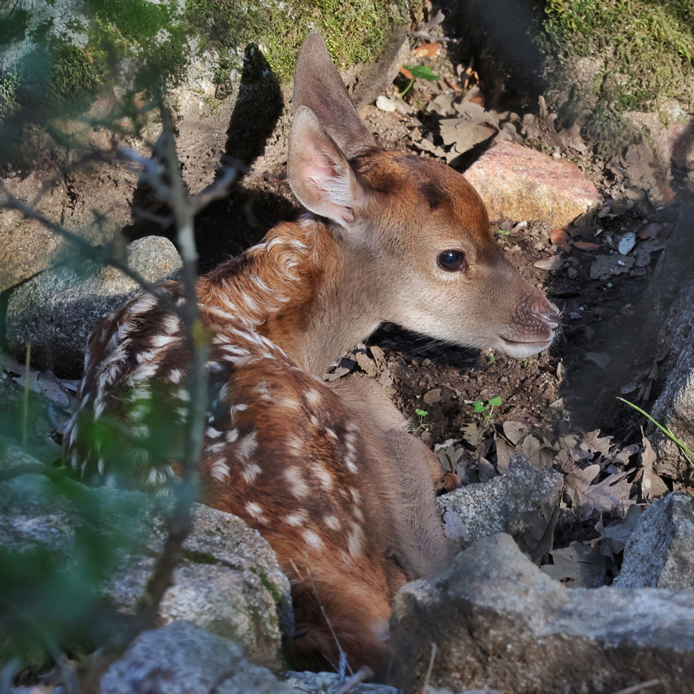 wildlife sighting in madrid wild animals safaris in spain nature trips rural tourism