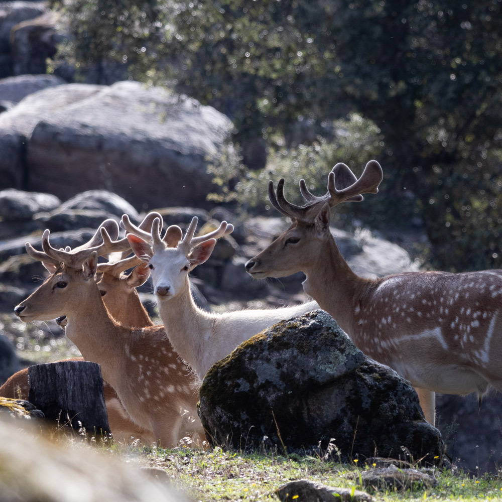 wildlife sighting in madrid wild animals watching fallow deer safaris in spain nature trips