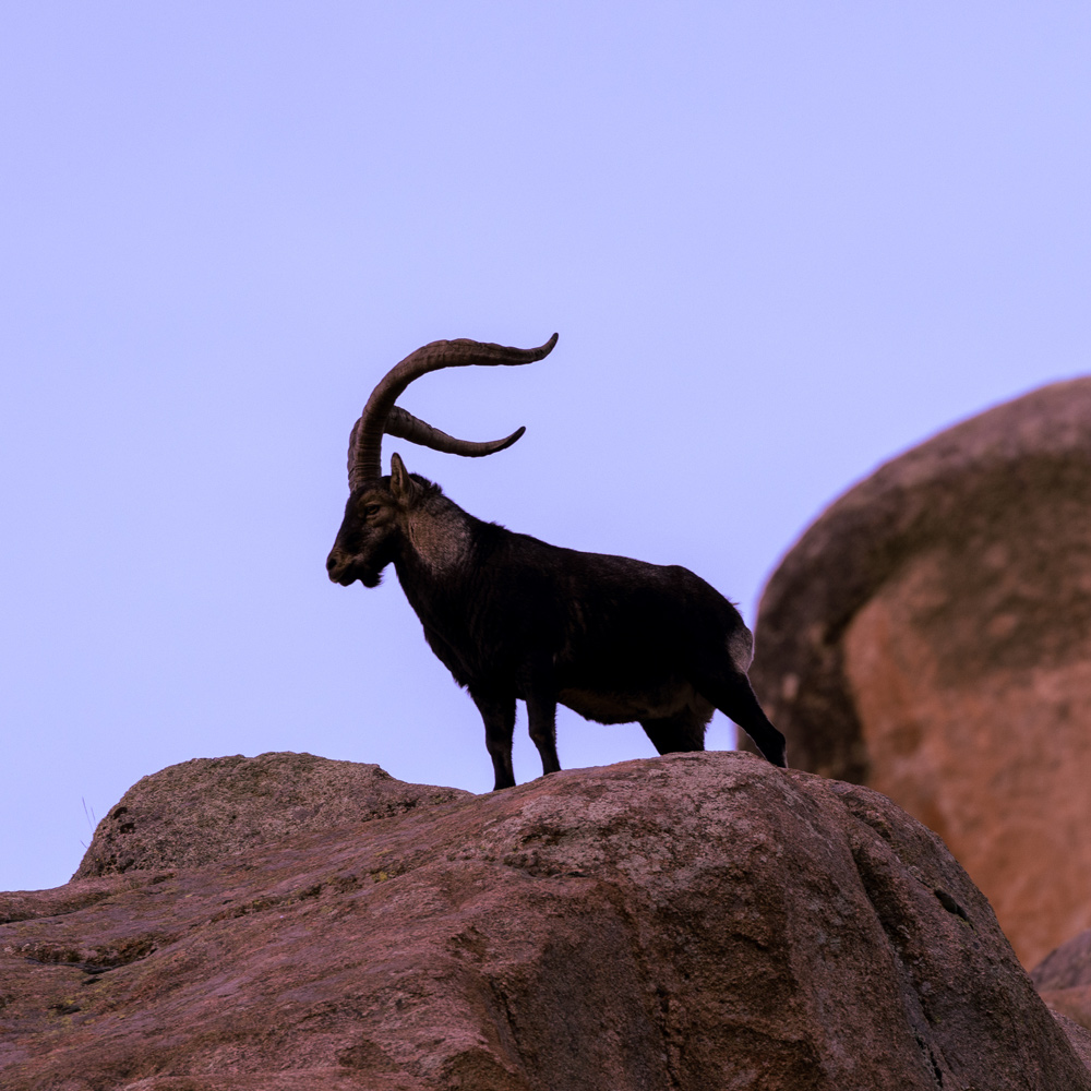 wildlife sighting in madrid wild animals watching gredos ibex safaris in spain nature trips