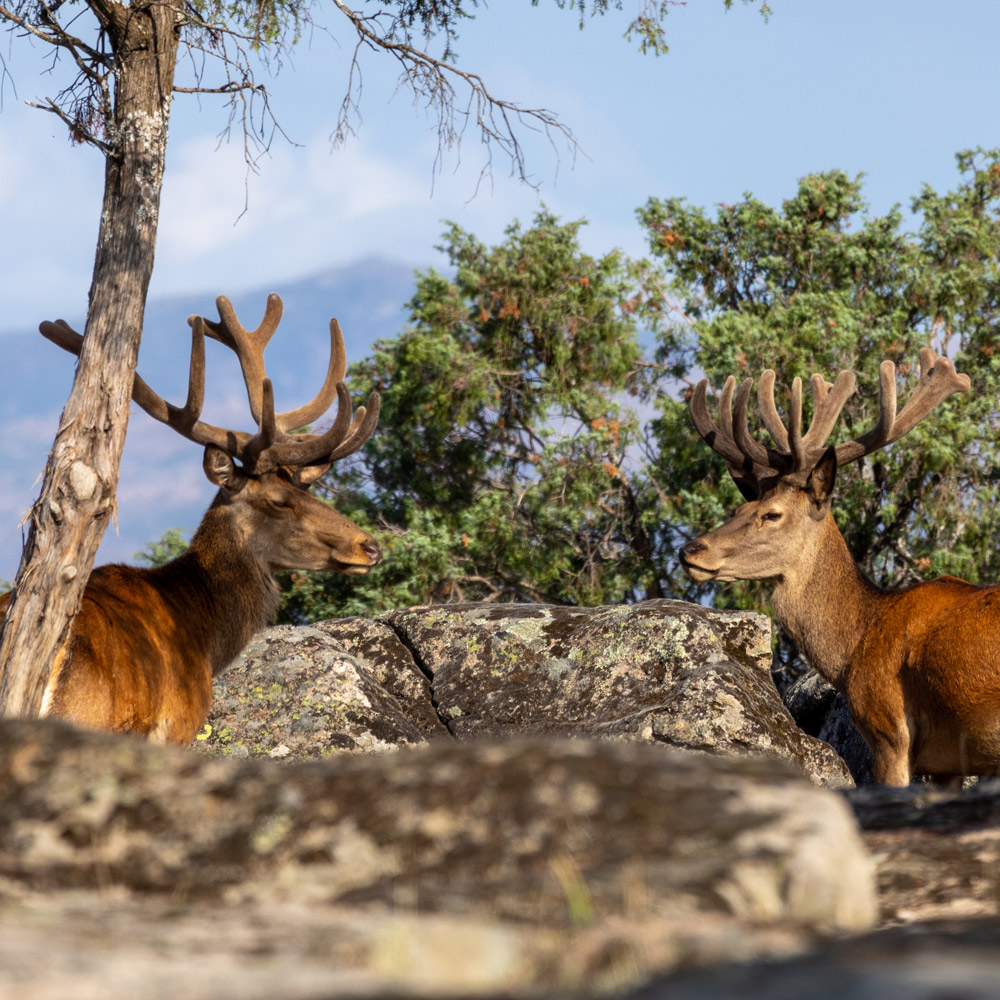 wildlife sighting in madrid wild animals watching red deer safaris in spain nature trips