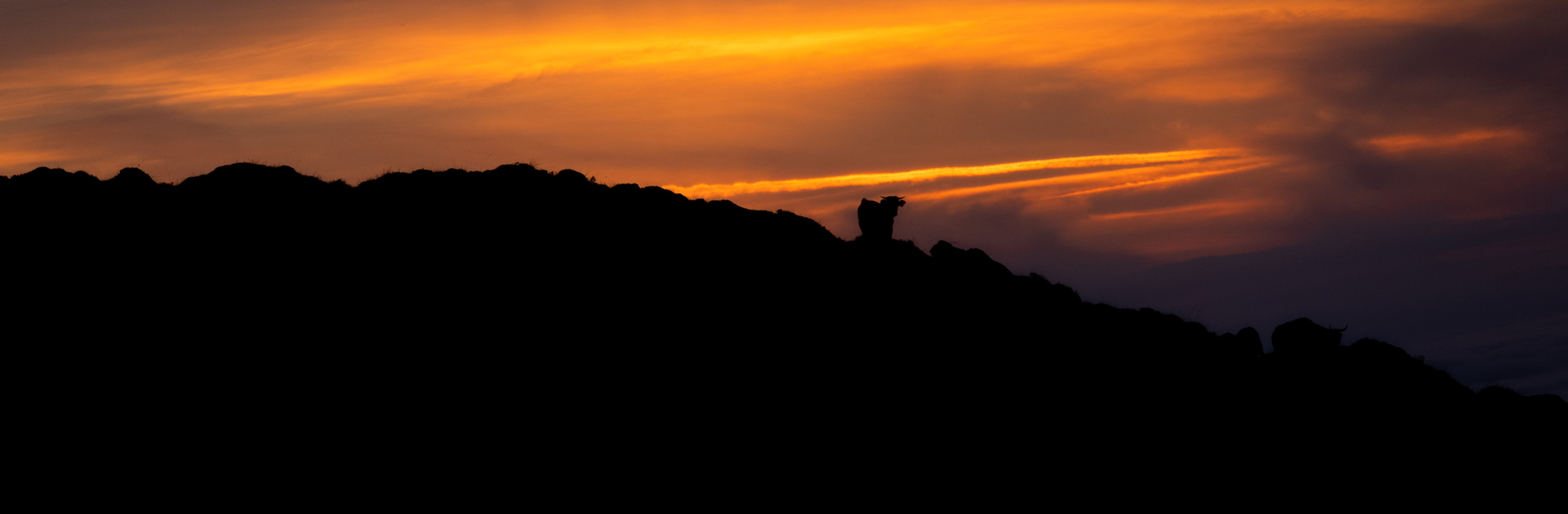 wildlife sighting in pirineos guides routes in spain nature trips