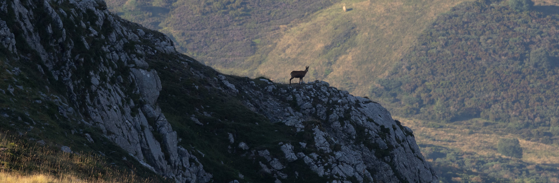 wildlife sighting in riano and mampodre animal watching in spain