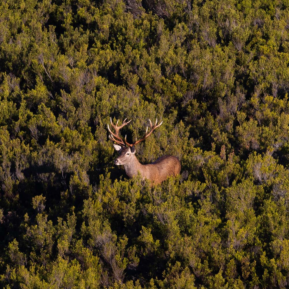 wildlife sighting in sierra culebra red deer nature trips safaris in spain