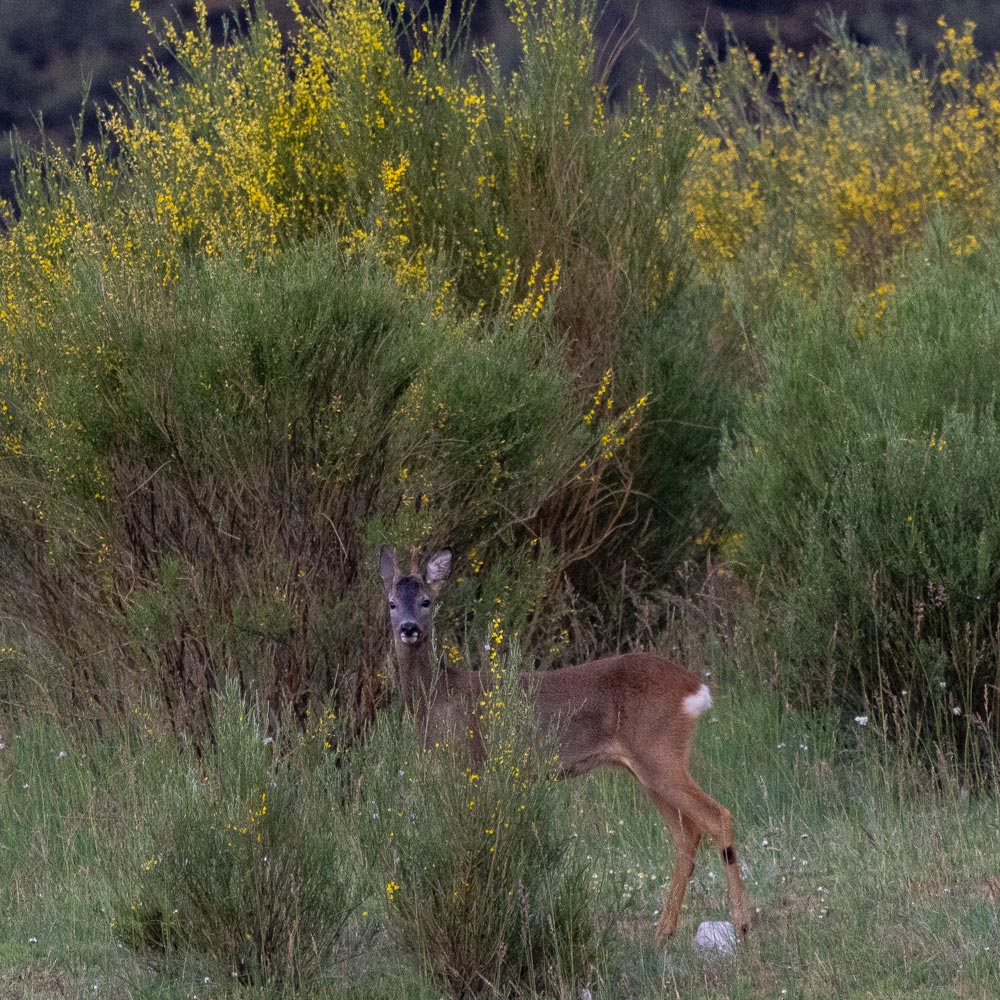 wildlife sighting in sierra culebra roe deer nature trips safaris in spain