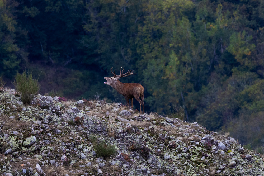 wildlife sighting in somiedo rural tourism safaris in spain