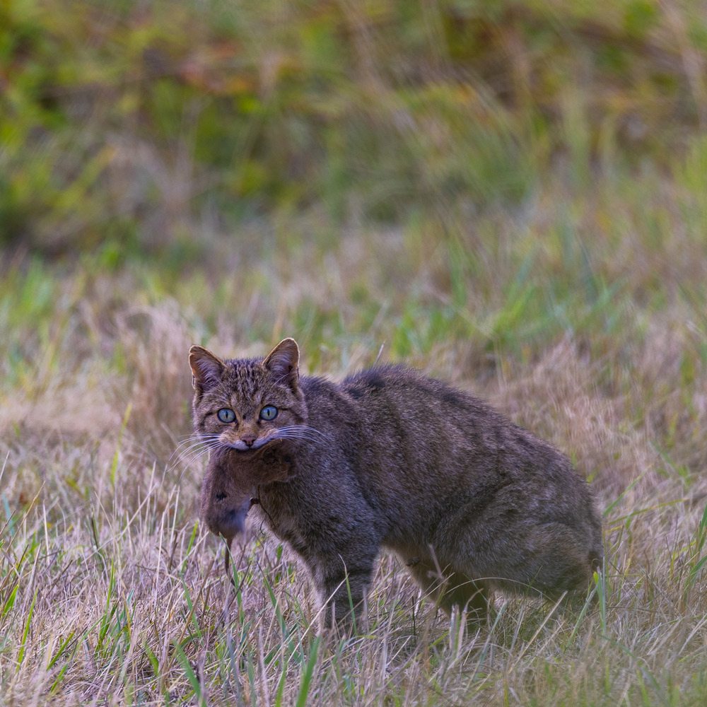 wildlife sighting riano mampodre wild animals watching safaris in spain rural tourism